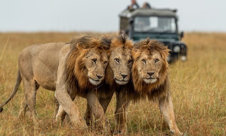 4-Days-Serengeti-Wildlife-Safari