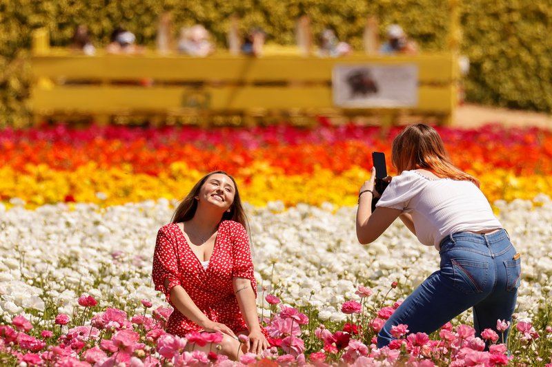 tulips garden