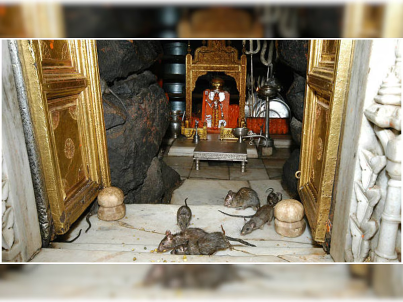 823868-karni-mata-significance-in-rajasthan