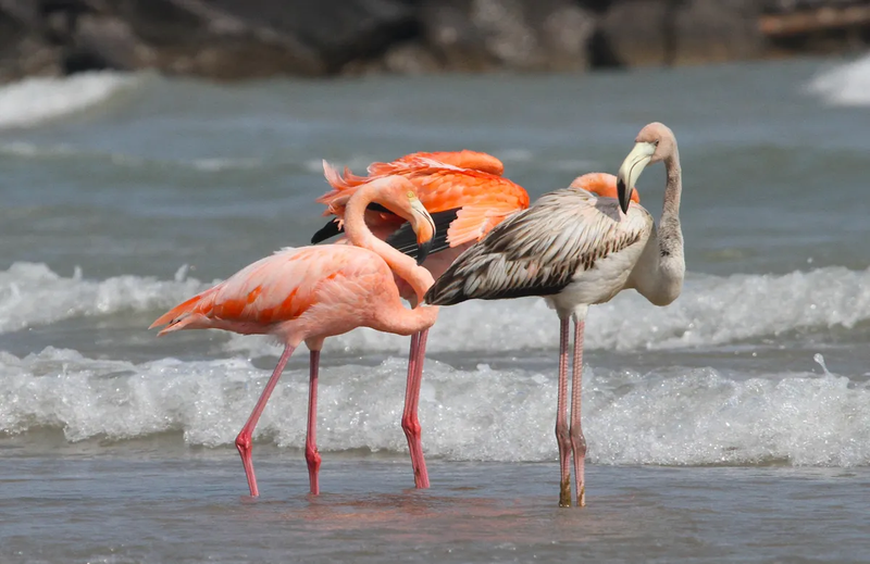 82927422-1a89-46c0-97b0-0484df2259d5-Flamingo_1