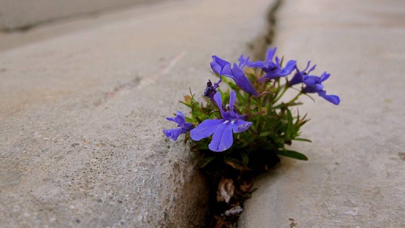 A flower blooming in the cracks of the road