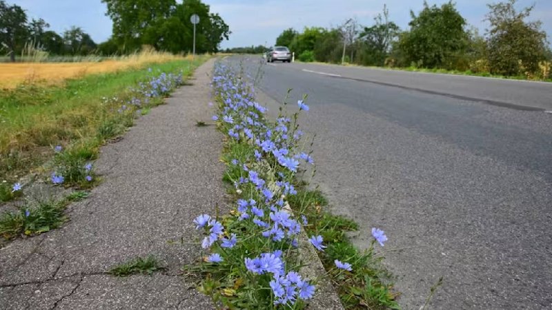A flower blooming in the cracks of the road3