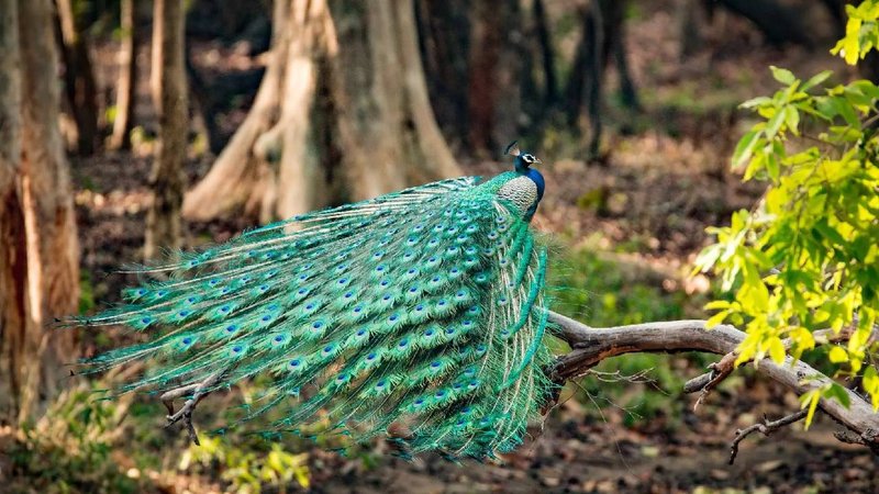 Aanezari Nature Camp