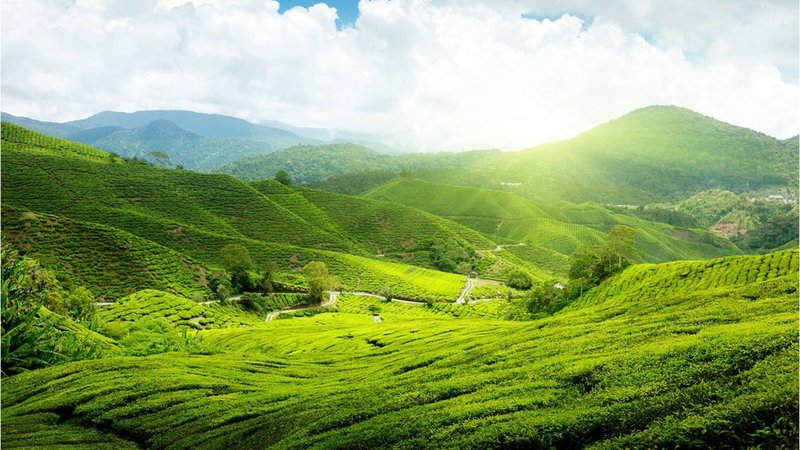Assam (1)