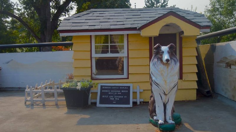 Bobbie the wonder dog