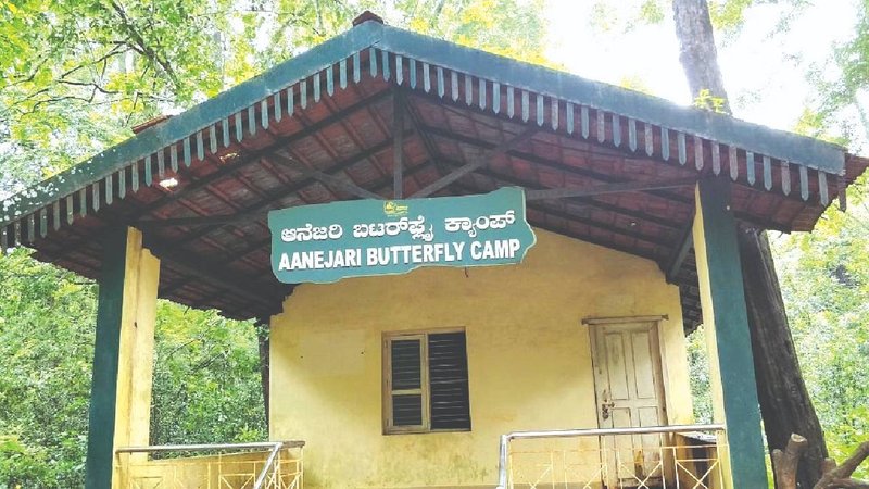 Butterfly camp
