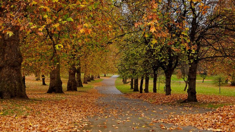 Cabinet Nod for Basavanna Park_ 153-Acre Biodiversity Hub Planned in Yelahanka