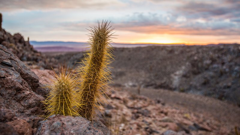Cactus-in-the-Atacama-Desert-in-Chile