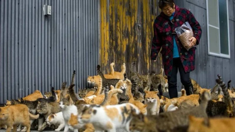 Cats in Japan