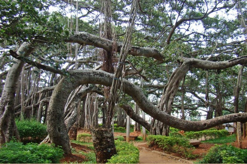 Dodda Alada Mara or Big Banyan Tree (10)