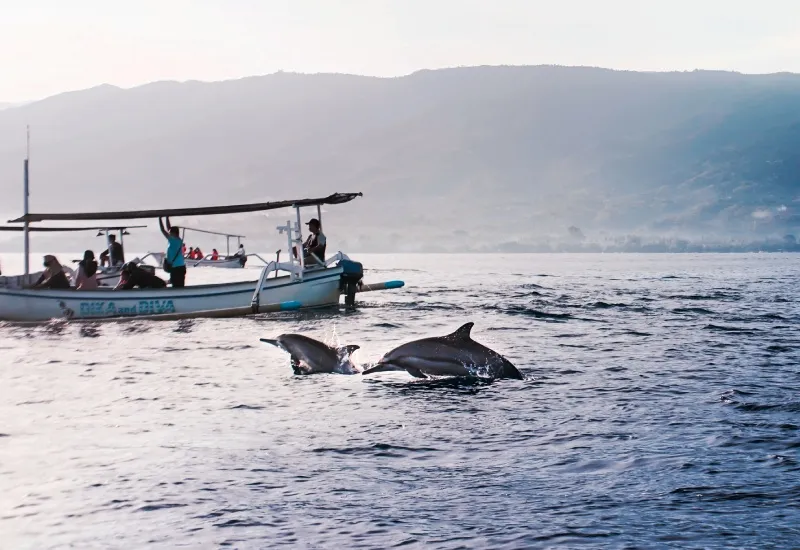 Dolphin_Spotting-1_result-1675743490195