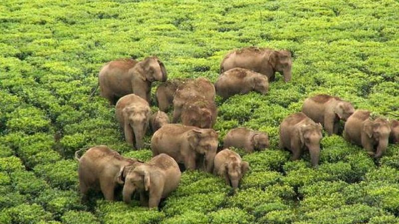Elephant Corridors Under Threat in Bannerghatta National Park