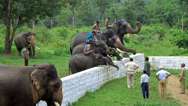 Elephant camp 1