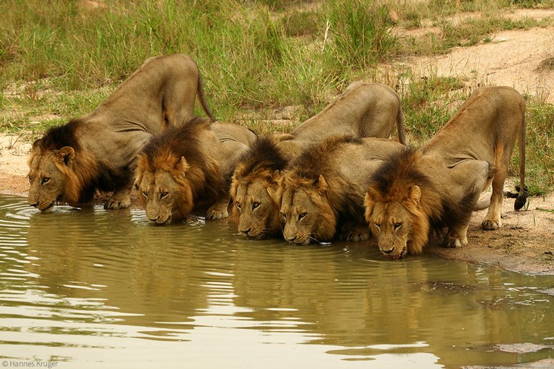 Featured-Five-out-of-the-six-Mapogos-together-©-Hannes-Kruger