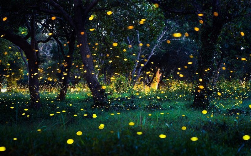 Fireflies_Festival_Adventure_Geek_2024