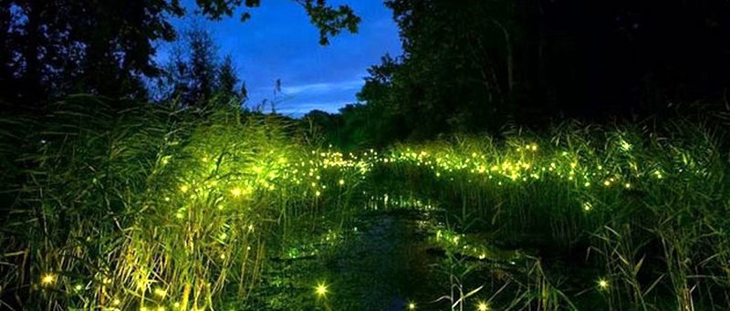 Fireflies-Special-Trek-to-Rajmachi-Lonavla-2019-05-05-12-51-06-AM