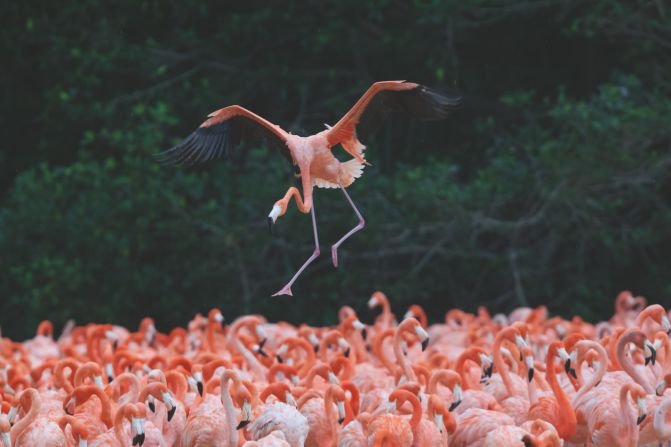 Flamingos ೧