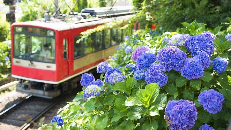 Flower gardens bloom at railway stations4