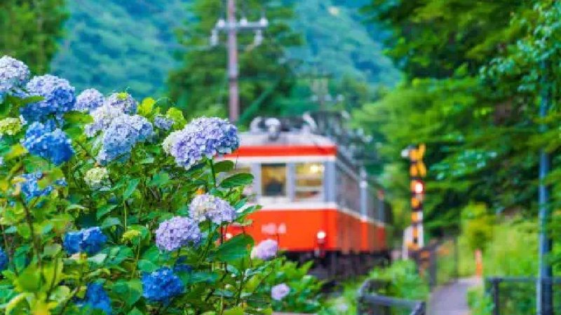 Flower gardens bloom at railway stations 1