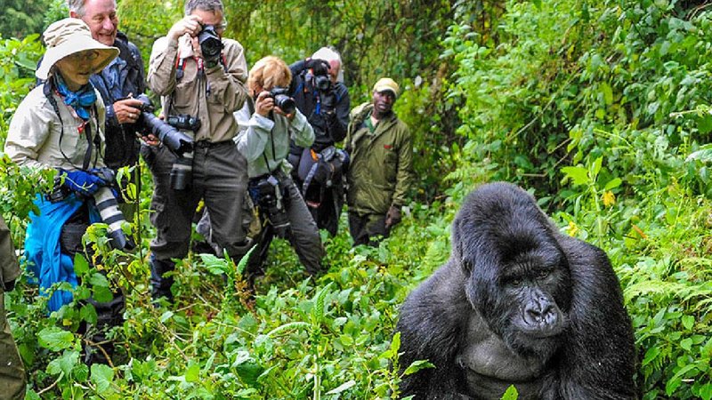 Gorilla trekking in rwanda