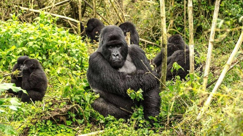 Gorillas in Rwanda