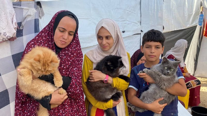 Israel and cats