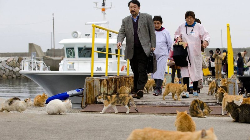 Japan Cats