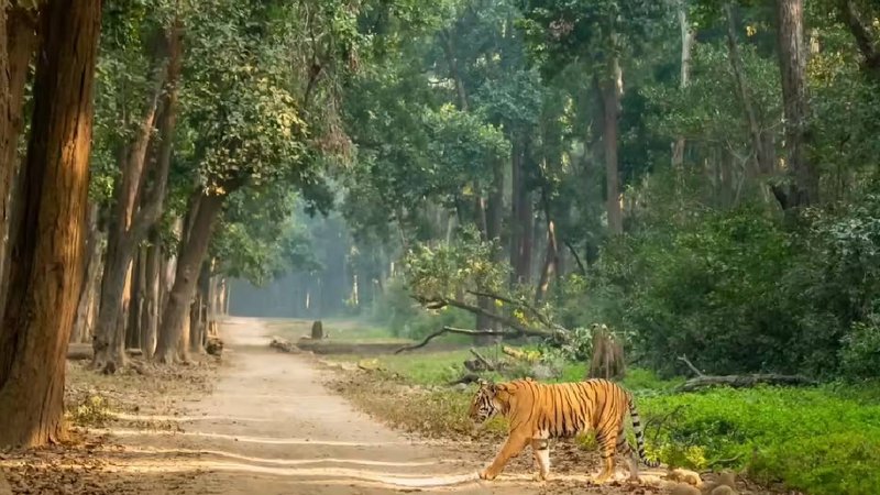 Jim corbett tiger reserve