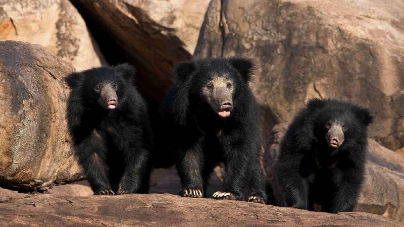 Karadi dhama Ballari