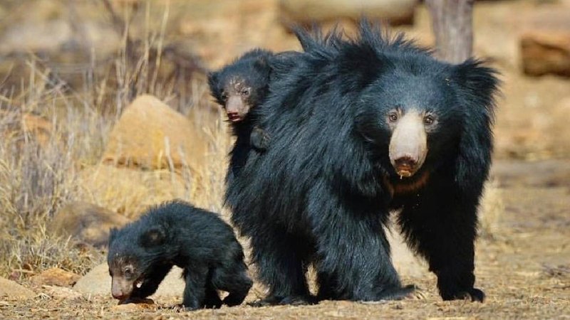 Karadi dhama in Ballari