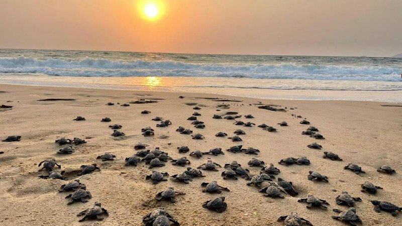 Karnataka Joins Odisha, Kerala in Turtle Watching Initiative