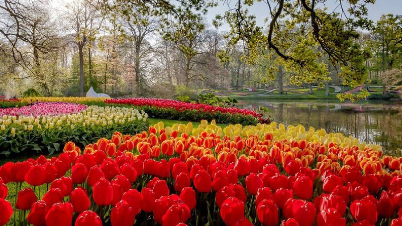 Keukenhof