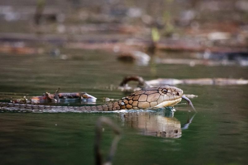 KingCobra