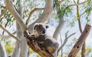 Koala Day