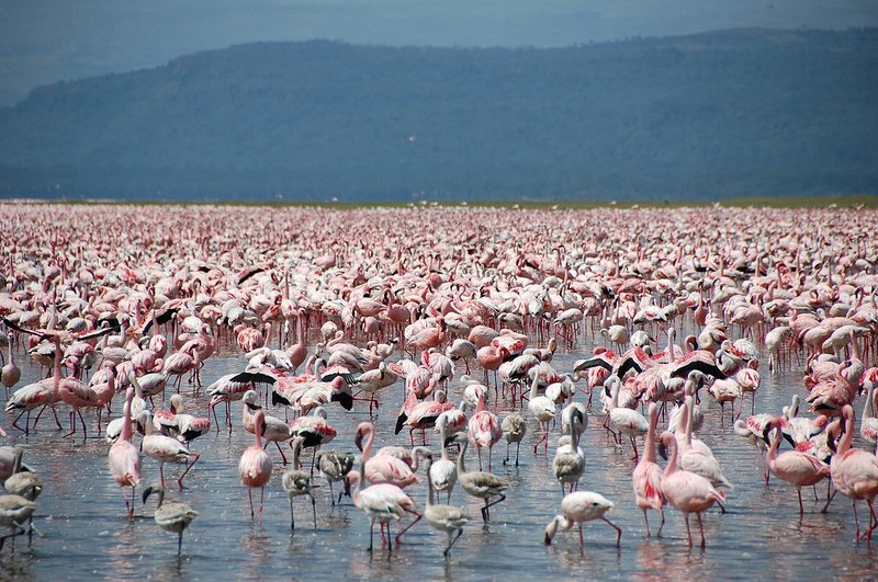Large_number_of_flamingos_at_Lake_Nakuru