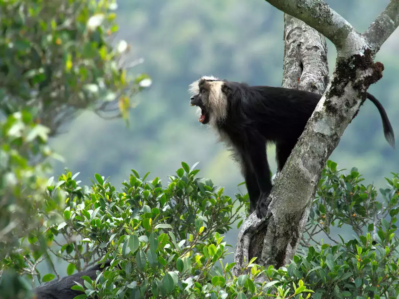 Lion-tailed-macaque-in-Silent-Valley-National-Park