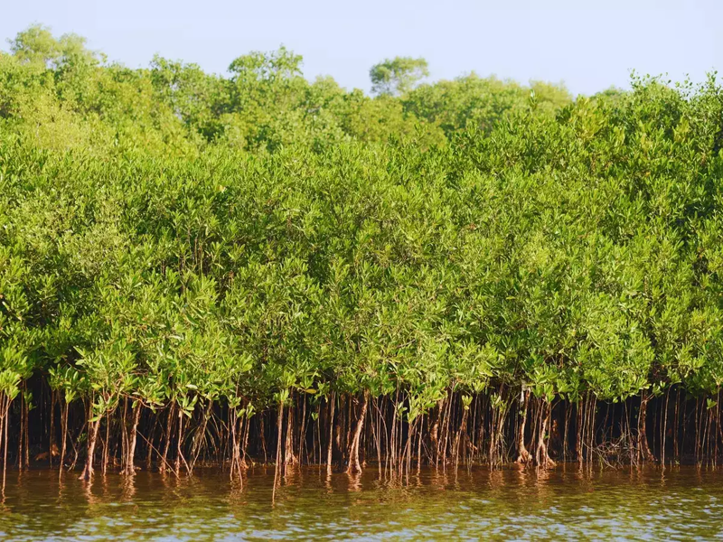 Gulf of Kutch Mangroves
