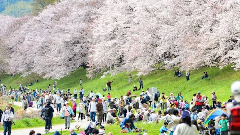 Mount Fuji Cherry Blossom Festival Called Off to Protect Locals and Environment