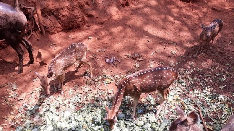 Negligence Exposed_ Court Raps Officials for Cruel Conditions at Pilikula Zoo