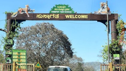 ಸಂಜೆ ಸಫಾರಿಯಲ್ಲಿ ಚಿರತೆ ಮತ್ತು ಹುಲಿಗಳ ದರ್ಶನವಾಯ್ತು