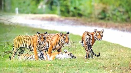 ಕಾಡುಮೇಡುಗಳಿಗೆ ಬೀಗ ಜಡಿದ ಅರಣ್ಯ ಇಲಾಖೆ