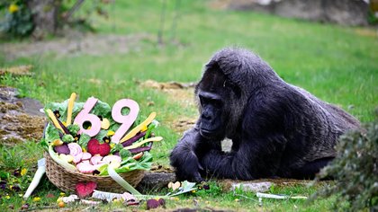 ಮಾನವರ ಆರೈಕೆಯಲ್ಲಿನ ಅತಿ ಹಿರಿಯ ಗೊರಿಲ್ಲಾ