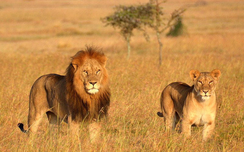 Ngorongoro-crater-lions-4