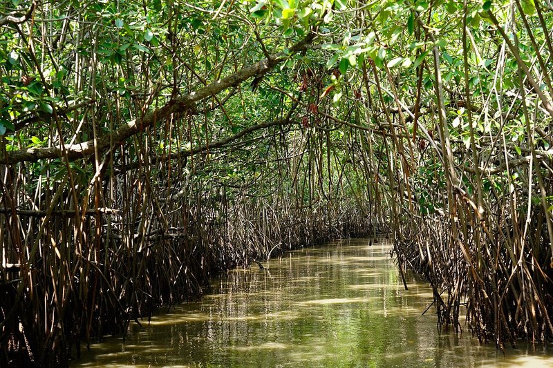 Pichavaram Mangrove Forest, Tamil Nadu