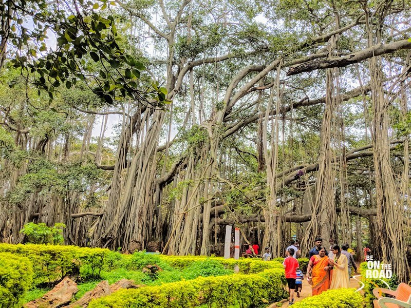 The gorgeous root structures of Dodda Alada Mara (Big Banyan Tree)