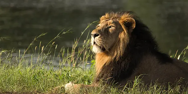 Tiger-Lion-Leopard-Photo-Safari