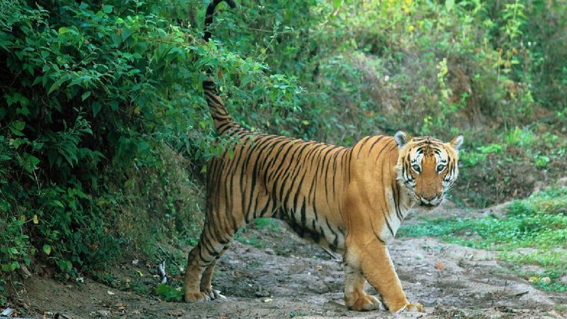 Tiger reserve