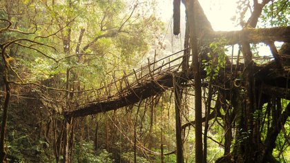 ಮೇಘಾಲಯದ ಈ ಸೇತುವೆ ಬೀಳೋದಲ್ಲ ಬೆಳೆಯೋದು