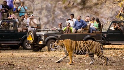 ಮಧುಮಲೈ ಕಾಡಿನಲ್ಲಿ ಹುಲಿ ಸಫಾರಿಯ ಕಥೆ