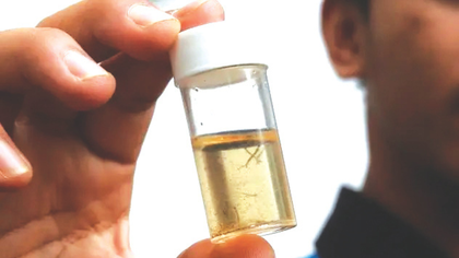 ಐಸ್ ಲ್ಯಾಂಡಿನ ನೈಸರ್ಗಿಕ ಇತಿಹಾಸ ಸಂಸ್ಥೆಯಲ್ಲಿದೆ ಆ ಒಂದು ಸೊಳ್ಳೆ!